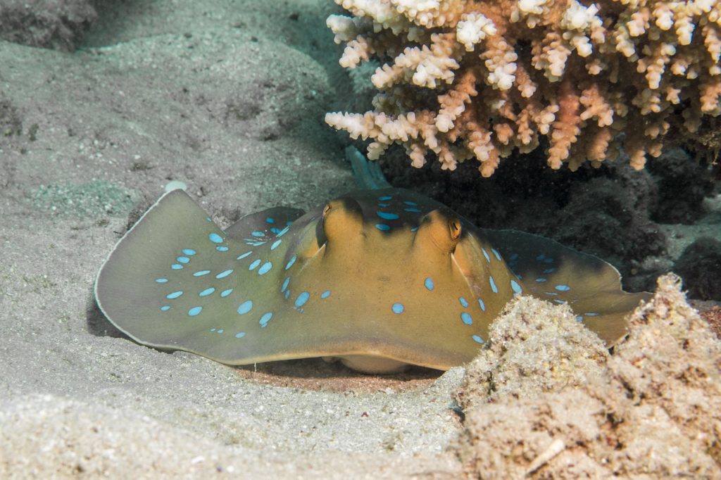 blue spotted stingrays