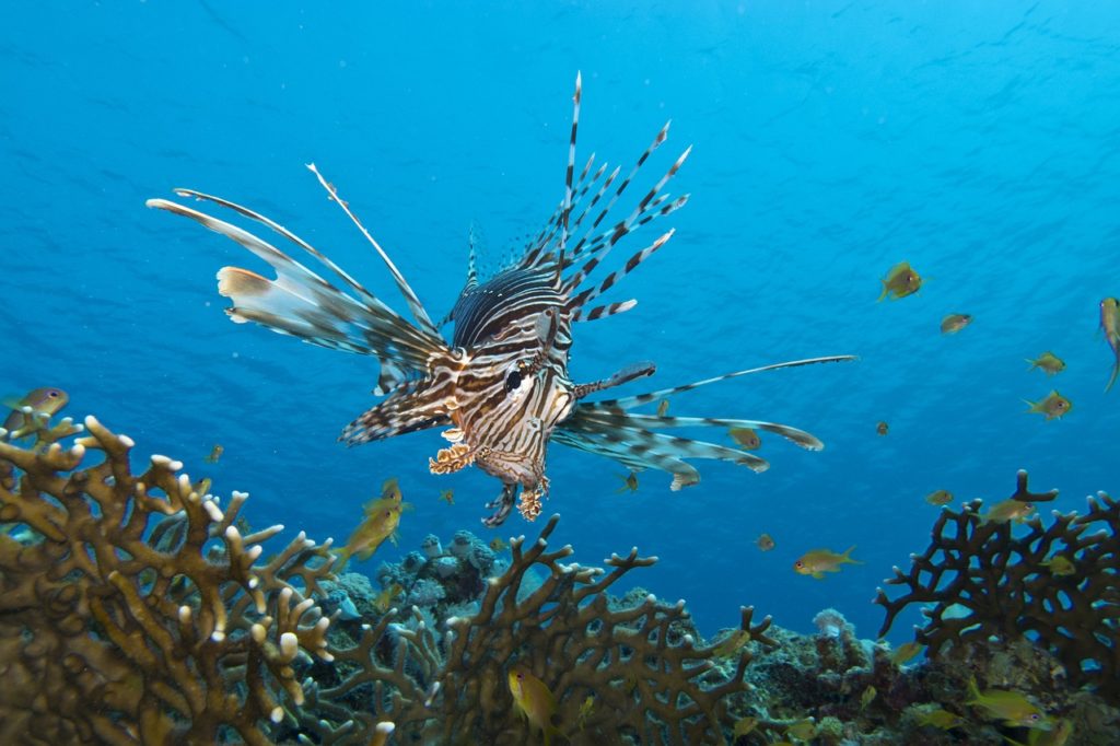 lionfish nurkowo