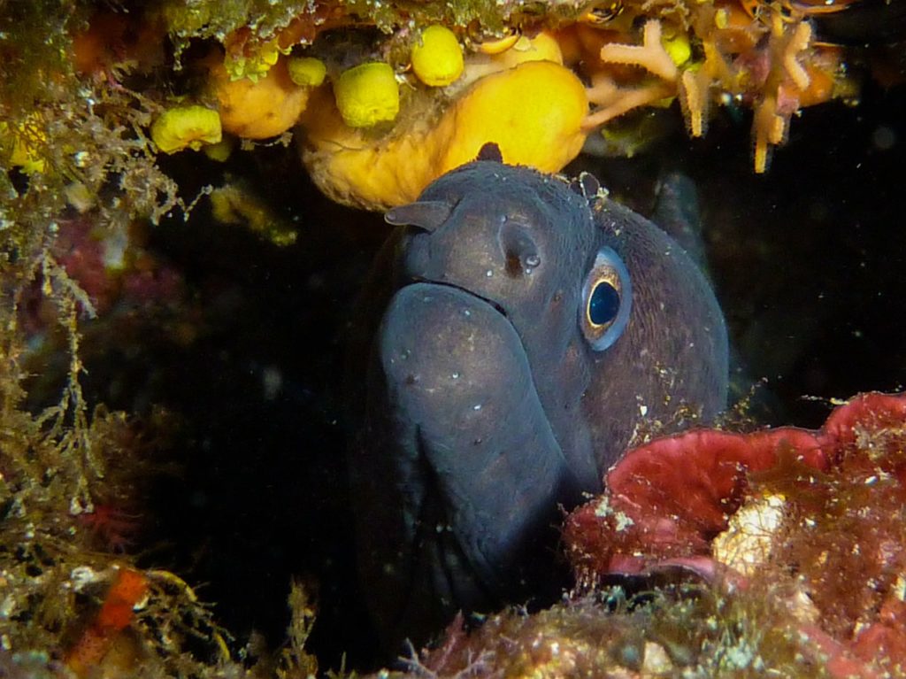 moray diving